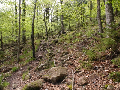 [A hillside with trees and rocks and a barely discernable trail.]